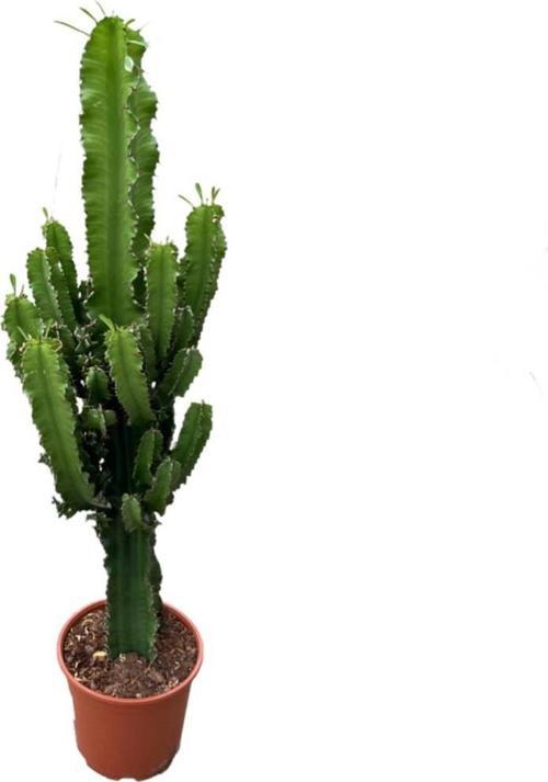 Euphorbia Ingens (Kaktüs)