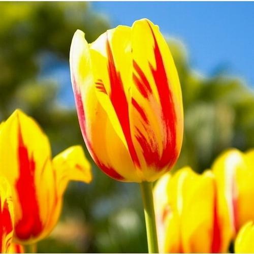 25 ADET K.SARI RENK LALE ÇİÇEĞİ TOHUMU + 10 ADET HEDİYE KARIŞIK GÜL ÇİÇEK TOHUMU