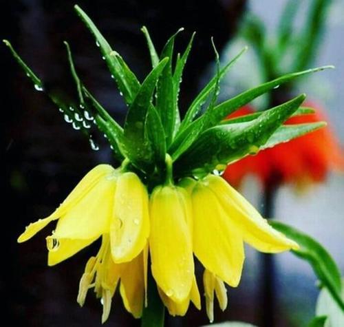 100 ADET SARI RENK TERS LALE ÇİÇEĞİ TOHUMU + 10 ADET HEDİYE KARIŞIK GÜL ÇİÇEK TOHUMU