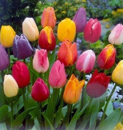 100 ADET KARIŞIK RENK LALE ÇİÇEĞİ TOHUMU + 10 ADET HEDİYE KARIŞIK GÜL ÇİÇEK TOHUMU