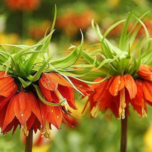 10 ADET KIRMIZI RENK TERS LALE ÇİÇEĞİ TOHUMU + 10 ADET HEDİYE KARIŞIK GÜL ÇİÇEK TOHUMU