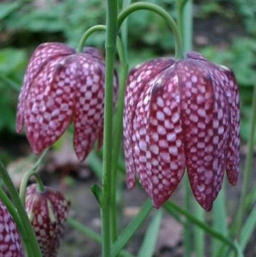 50 ADET MOR RENK TERS LALE ÇİÇEĞİ TOHUMU + 10 ADET HEDİYE KARIŞIK GÜL ÇİÇEK TOHUMU