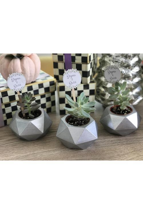 3'Lü Sukulent Ve Kaktüs Saksı Seti-Çiçek Dahil-Silver