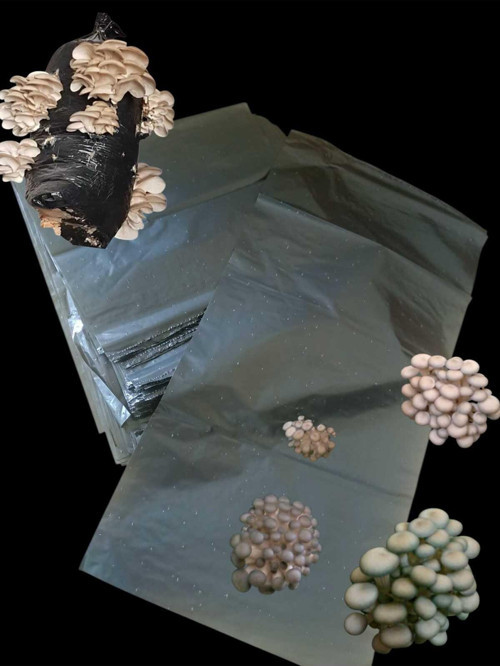 İstiridye Mantarı Ekim Poşeti 25 Adet