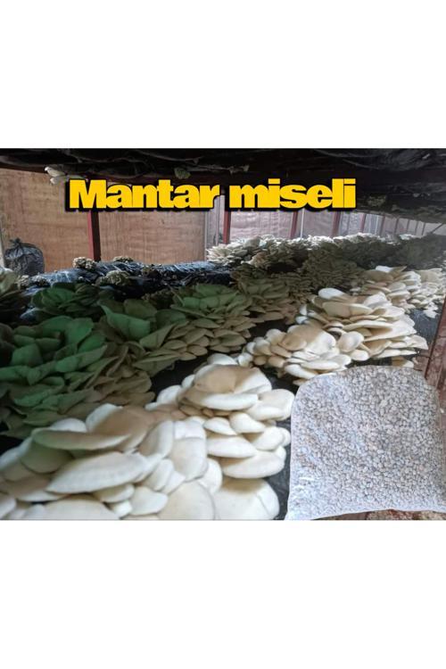 8 Kg İstiridye Mantarı Tohumu ( 32 Adet Ekim Poşeti Hediye)