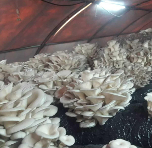 40 Kg İstiridye Mantarı Tohumu