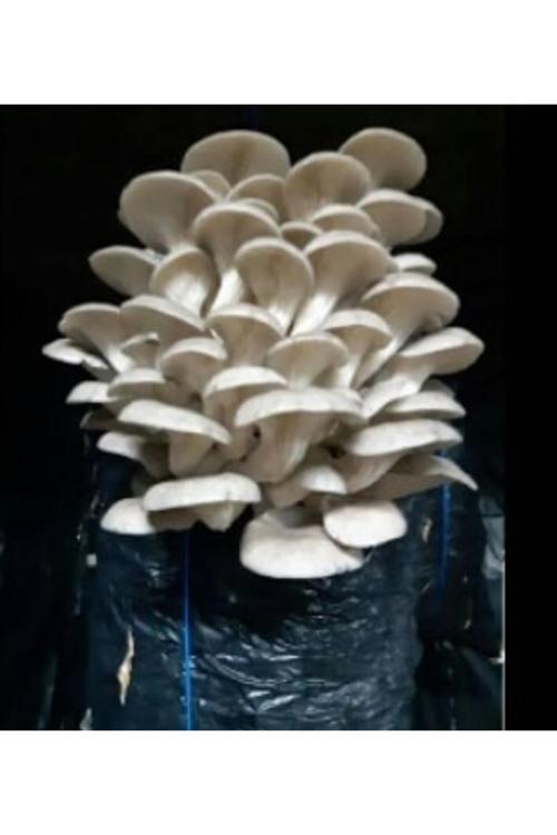 İstiridye Mantar Tohumu 1 Kg ( Çay Posasında Yetiştirmeye Uygun)