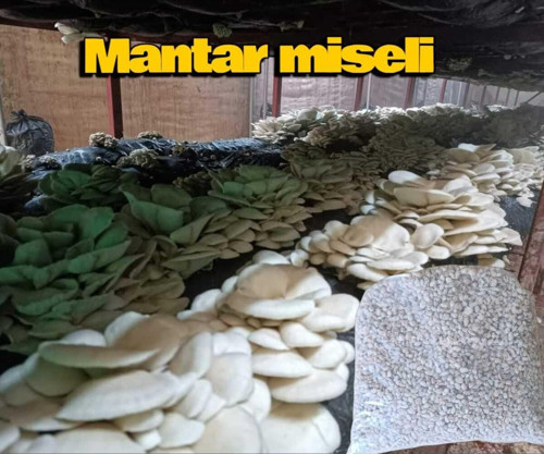 5 Kg İstiridye Mantarı Tohumu ( 20 Ekim Poseti Hediye (