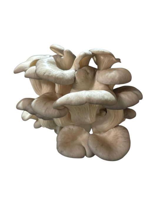 2.5 Kg İstiridye Mantar Tohumu ( Ekim Poşeti Hediyeli)