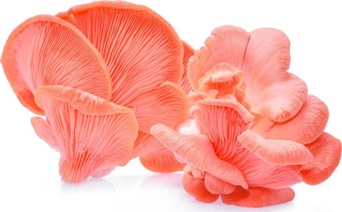 Pembe İstiridye Mantarı Tohumu 500 Gram( Ekim Poseti Hediye)