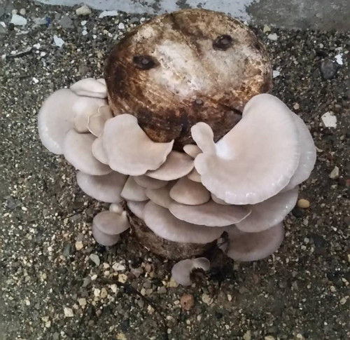 Kavak Mantarı Tohumu 1 Kg ( Ekim Yönergesi İle)