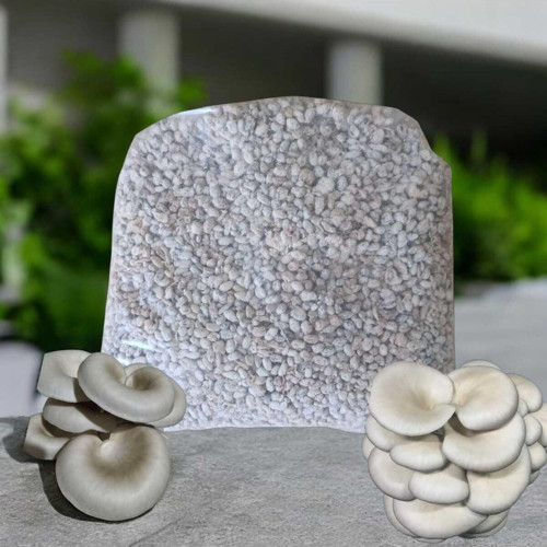 2 Kg Istiridye Mantarı Tohumu