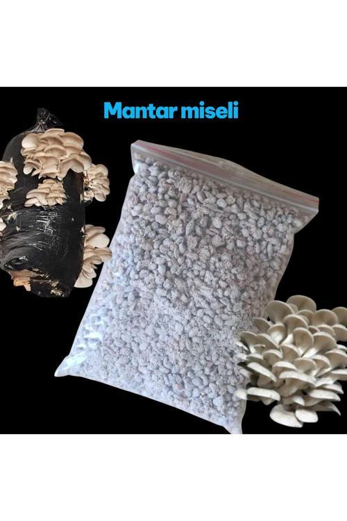 5 Kg İstiridye Mantarı Tohumu ( Ekim Poşeti, Kireç, Alçı, Buğday Kepeği-Full Paket)
