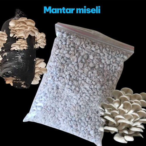5 Kg İstiridye Mantarı Tohumu ( Ekim Poşeti, Kireç, Alçı, Buğday Kepeği-Full Paket)
