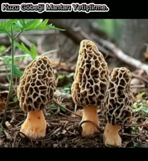 Kuzu Göbeği Mantarı Tohumu 100 Gram ( Yetiştirme Yönergesi İle)