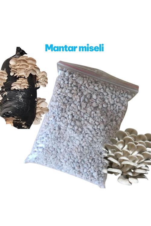 1 Kg İstiridye Mantarı Tohumu ( Ekim Poşeti, Kireç, Alçı Ve Buğday Kepeği- Full Paket)