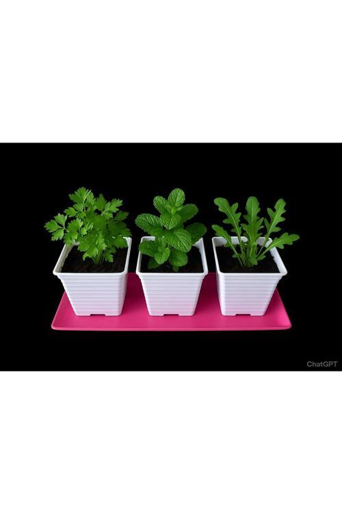 Evde Salata Yetiştirme Kiti