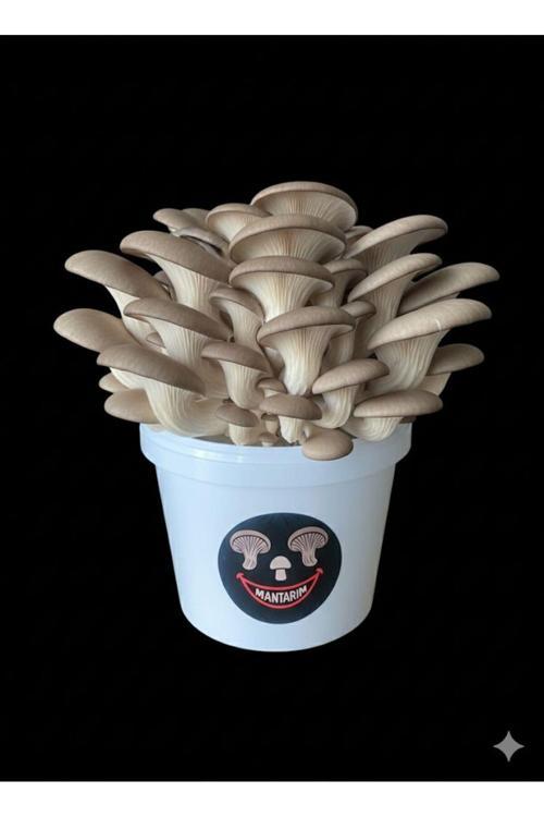 Mantar Kovası (Evde Mantar Yetiştir, Çıkıma Hazır,Ekilmiş)