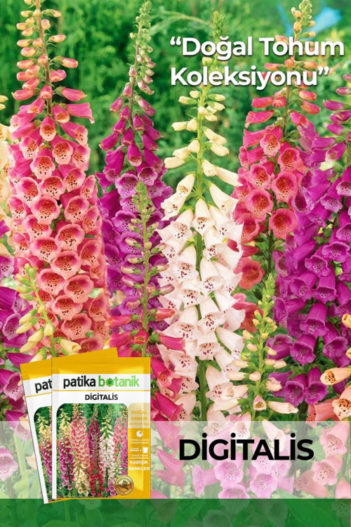 100 Adet Digitalis Çiçek Tohumu