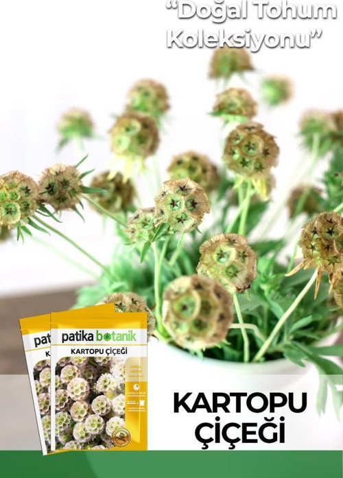 5 Adet Kartopu Çiçeği Tohumu