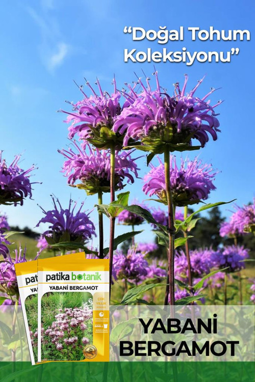 50 Adet Yabani Bergamot Çiçek Tohumu