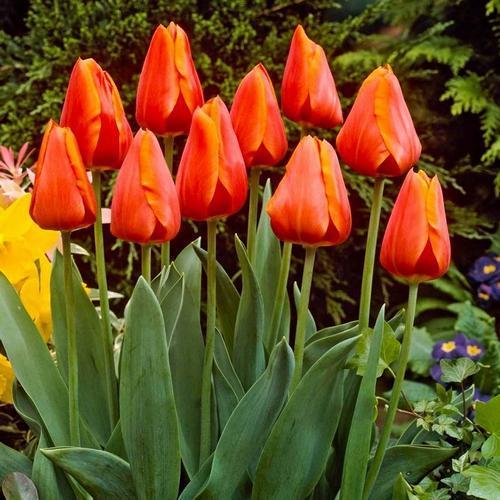 25 ADET TURUNCU RENK LALE ÇİÇEĞİ TOHUMU + 10 ADET HEDİYE KARIŞIK GÜL ÇİÇEK TOHUMU