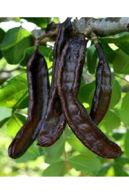 Keçiboynuzu (Harnup) 1 Kg