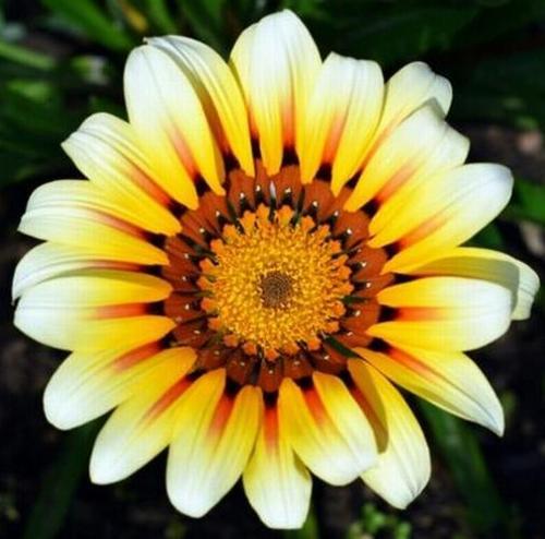 25 ADET BEYAZ RENK GAZANYA ÇİÇEĞİ TOHUMU + 10 ADET HEDİYE KARIŞIK GÜL ÇİÇEK TOHUMU