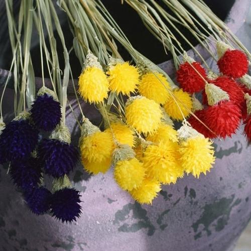 10 ADET SARI RENK MEDİNE ÇİÇEĞİ TOHUMU + 10 ADET HEDİYE KARIŞIK GÜL ÇİÇEK TOHUMU