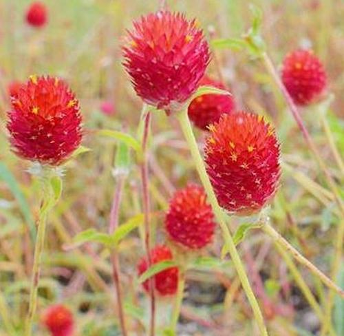 25 ADET KIRMIZI RENK MEDİNE ÇİÇEĞİ TOHUMU + 10 ADET HEDİYE KARIŞIK GÜL ÇİÇEK TOHUMU