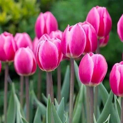 25 ADET PEMBE RENK LALE ÇİÇEĞİ TOHUMU + 10 ADET HEDİYE KARIŞIK GÜL ÇİÇEK TOHUMU