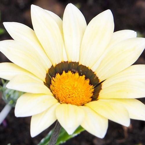 50 ADET BEYAZ RENK GAZANYA ÇİÇEĞİ TOHUMU + 10 ADET HEDİYE KARIŞIK GÜL ÇİÇEK TOHUMU