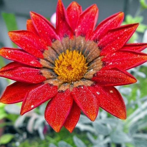 50 ADET KIRMIZI RENK GAZANYA ÇİÇEĞİ TOHUMU + 10 ADET HEDİYE KARIŞIK GÜL ÇİÇEK TOHUMU