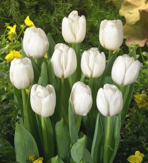 100 ADET BEYAZ RENK LALE ÇİÇEĞİ TOHUMU + 10 ADET HEDİYE KARIŞIK GÜL ÇİÇEK TOHUMU