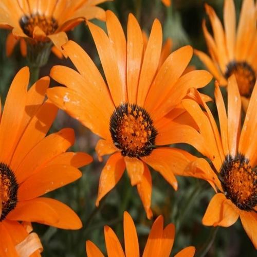 100 ADET TURUNCU RENK GAZANYA ÇİÇEĞİ TOHUMU + 10 ADET HEDİYE KARIŞIK GÜL ÇİÇEK TOHUMU