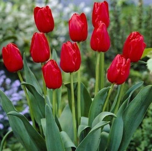 10 ADET MOR RENK LALE ÇİÇEĞİ TOHUMU + 10 ADET HEDİYE KARIŞIK GÜL ÇİÇEK TOHUMU