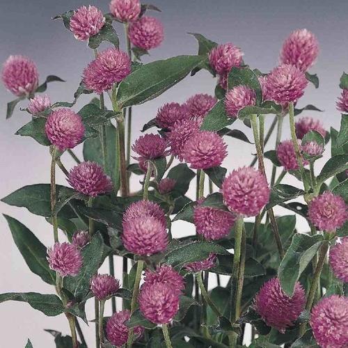 50 ADET MOR RENK MEDİNE ÇİÇEĞİ TOHUMU + 10 ADET HEDİYE KARIŞIK GÜL ÇİÇEK TOHUMU