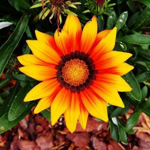 10 ADET SARI RENK GAZANYA ÇİÇEĞİ TOHUMU + 10 ADET HEDİYE KARIŞIK GÜL ÇİÇEK TOHUMU