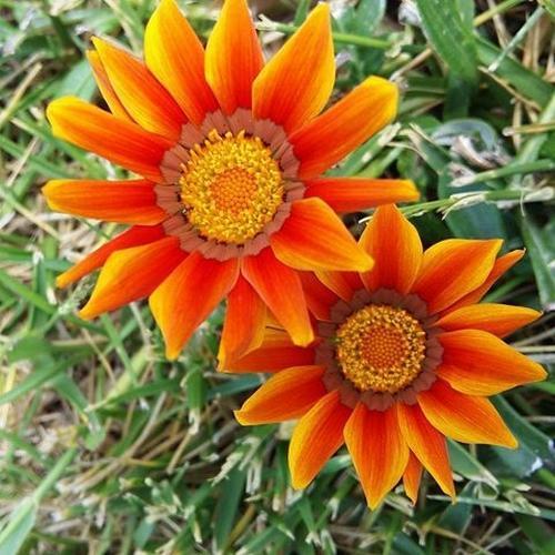 25 ADET TURUNCU RENK GAZANYA ÇİÇEĞİ TOHUMU + 10 ADET HEDİYE KARIŞIK GÜL ÇİÇEK TOHUMU