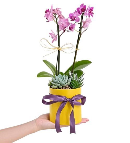 2 Dal Mini Mor Orkide ve Sukulent Serisi	