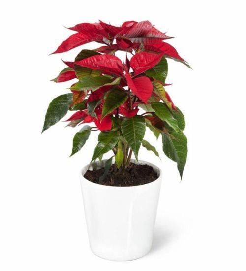 Seramik Saksılı Ponsetya Atatürk Çiçeği