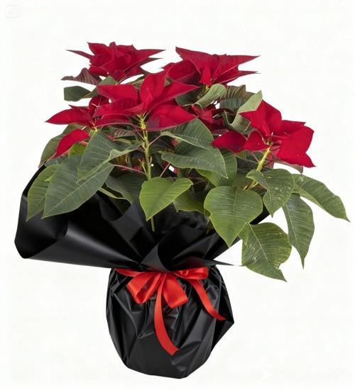 Black Ponsetya Atatürk Çiçeği