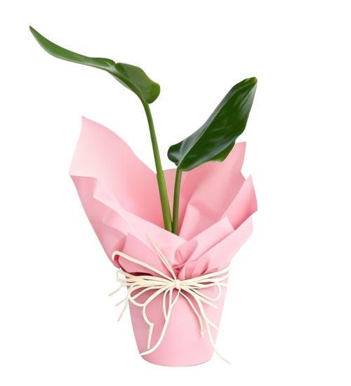 Pink Ros Starliçe Bitkisi