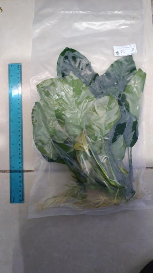 Bitki L224 Anubias barteri broad leaf -[L] Large 