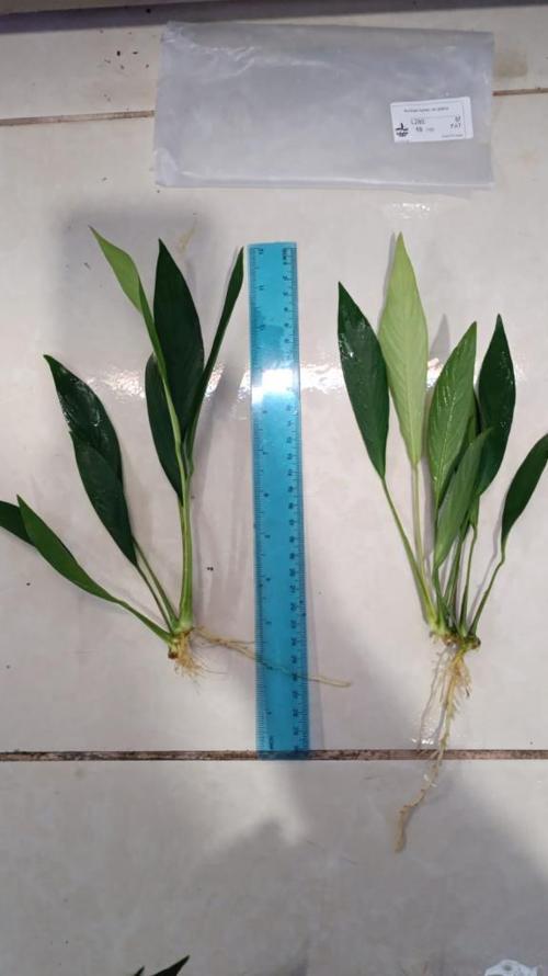 Bitki L280 Anubias barteri var glabra 