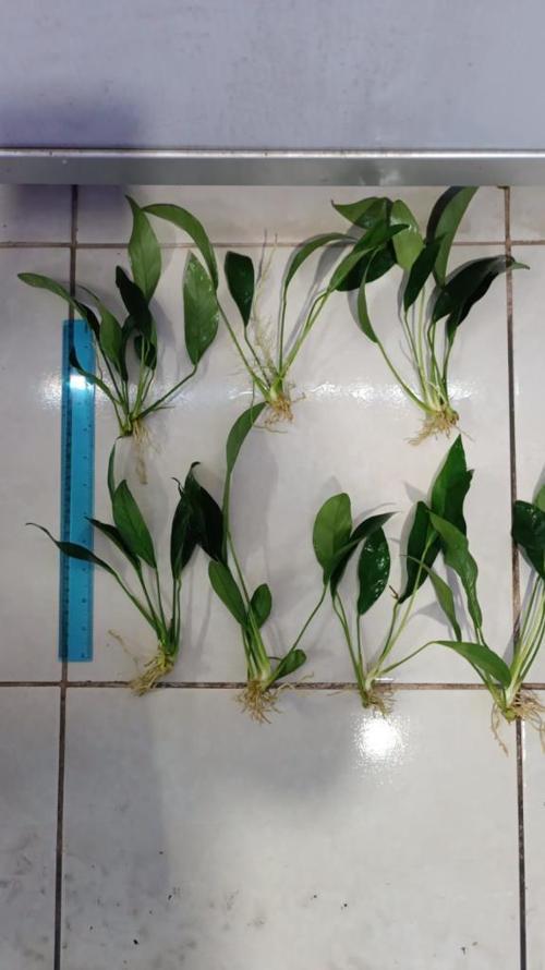 Bitki L316 Anubias congensis -[L] 20cm 