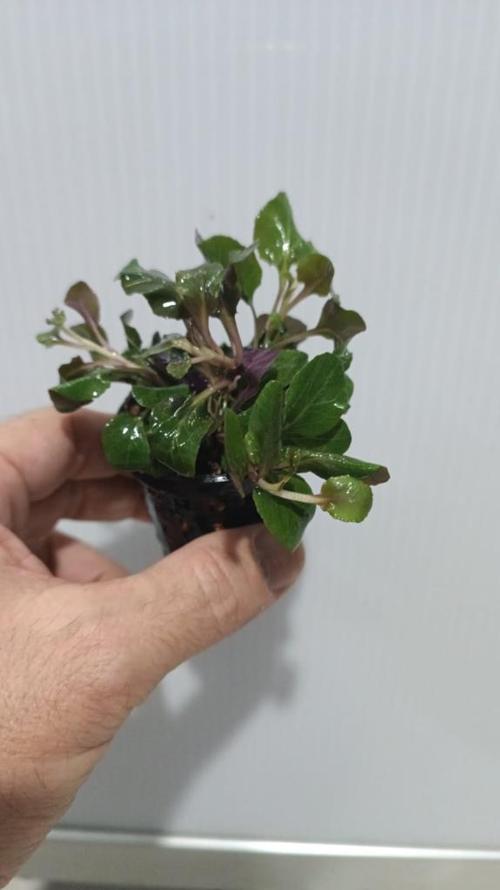 Bitki L380 Lobelia cardinalis wavy Akvaryum Bitki 