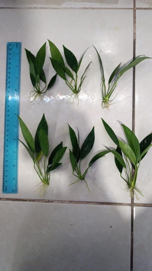 Bitki L017 Anubias barteri var glabra (lanceolata) 