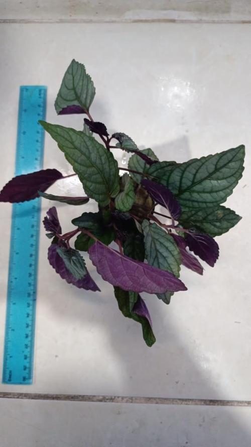 Bitki L092 Hemigraphis colorata big leaves 4-5 Kök