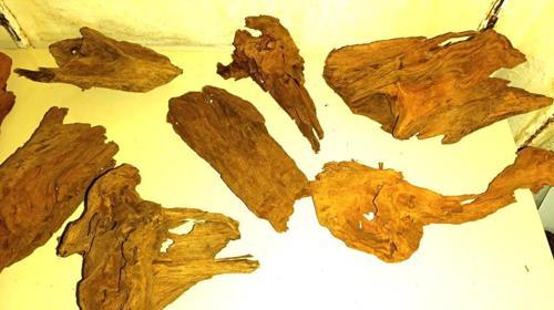 Mangrove Akvaryum Kütüğü ML 25-30 cm 